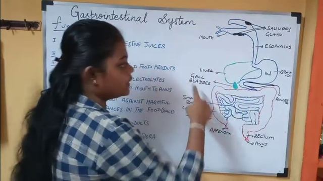 GASTROINTESTINAL SYSTEM: Gastrointestinal tract|Functions of GIT смотреть онлайн