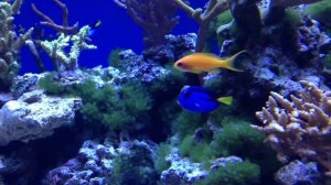 САМЫЕ КРАСИВЫЕ РЫБЫ В МИРЕ. Animals & fish