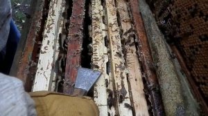 Сбор мёда на пасеке! Мёд Подмосковья.