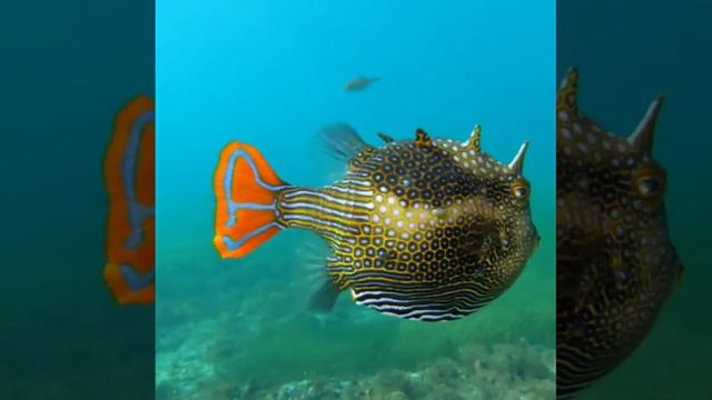 Aracana ornata смотреть онлайн
