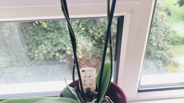 Phalaenopsis orchid stays healthy under the shadow not directly to the sun. смотреть онлайн