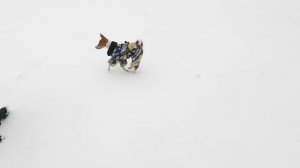 БАСЕНДЖИ СМАРТ ГУЛЯЕТ БЕЗ ПОВОДКА