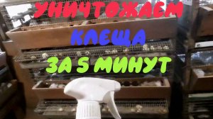 Избавляемся от куриного клеща 2-я часть