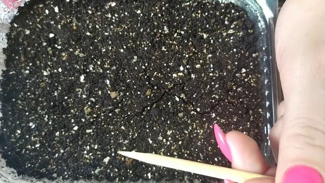 Петуния из семян, крепкая рассада своими силами, петуния для кашпо, посев семян. смотреть онлайн