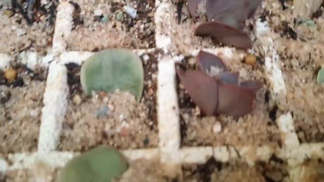 Mudas de suculentas -berçário смотреть онлайн