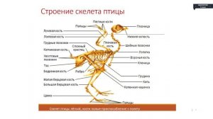 Биология - 7 класс - Класс птицы