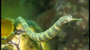 ОБИТАТЕЛИ МОРЯ - РАЗВИВАЮЩЕЕ ВИДЕО ДЛЯ ДЕТЕЙ