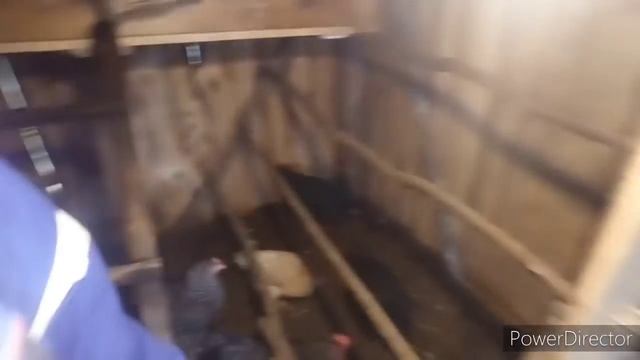 Массовый расклёв ЯИЦ в курятнике?Приняли всё меры... Ждём результат...