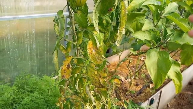 Что будем сажать? Пора выбирать. 6 октября 2023 г. смотреть онлайн