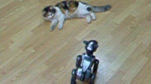 Котэ vs собака робот!!! 