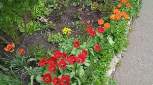 Клумбы с тюльпанами разных расцветок и форм???