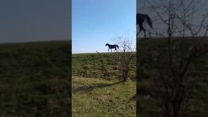Жеребята терской породы 2019г. Хозяйство "Золото Шапсугии"