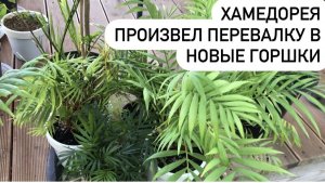 Пальма Хамедорея реанимация после жизни в офисе