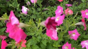 Сюнякова Т  Медитация