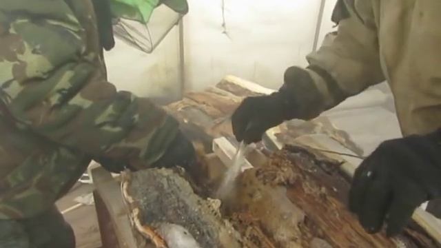 пересадка диких пчел из дупла дерева в улей смотреть онлайн