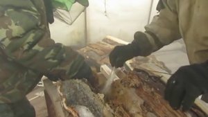 пересадка диких пчел из дупла дерева в улей