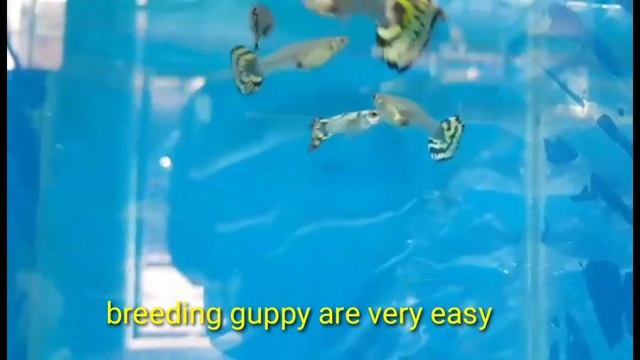 Yellow tiger guppy mosaic i buy 2 trio  2male 4 female смотреть онлайн