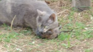 Деревенская кошка поймала огромную крысу!