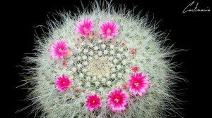 Mammillaria Hahniana Flowers with Time Lapse | #Cactus & #Succulents