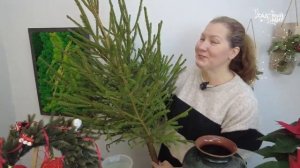 РОДОМ ИЗ СССР - аромат новогодней елки. Как продлить жизнь срезанной ели!