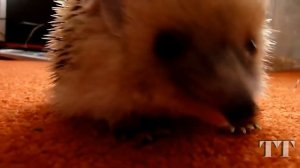 Hedgehog. Igel. Ежик, ёж и ежики. Приколы с ежиками. Смешные и агрессивные ежики. Подборка.