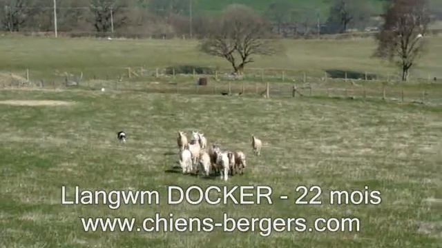 Llangwm DOCKER - 22 mois - En visite dans son Pays de Galles natal смотреть онлайн