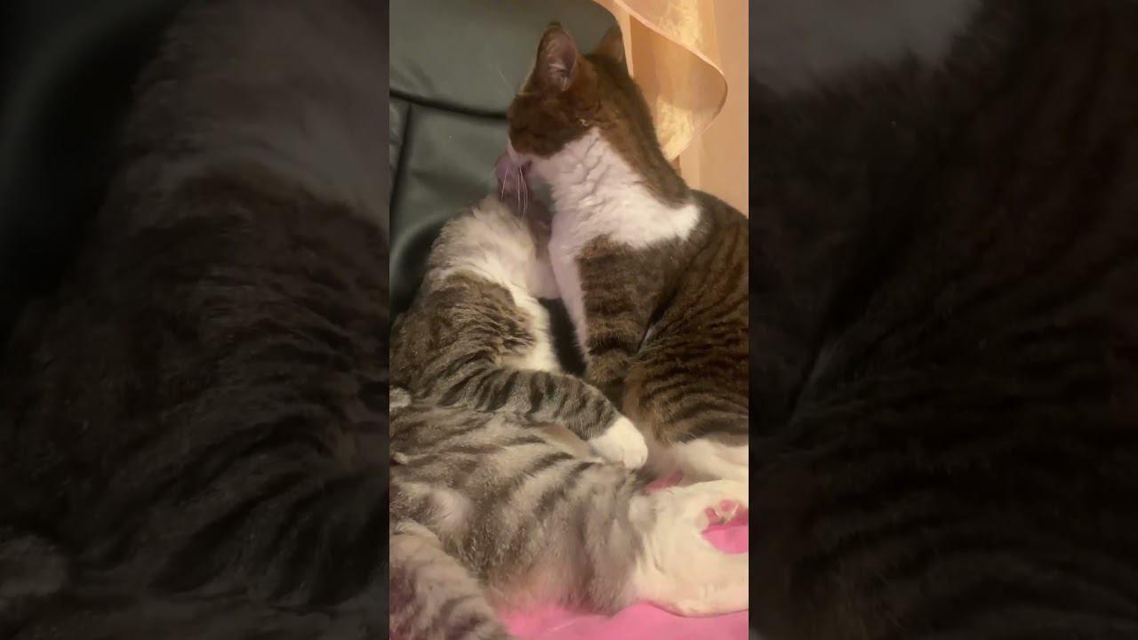 Невероятно милое видео, тгк наших котиков: keksickot #cat #аnimals #animalcat #animal #кот #мем смотреть онлайн