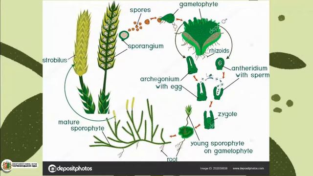 Урок 42. Вищі спорові рослини смотреть онлайн