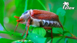 The Buzz of a Beetle and the Sound of the Wind in the Trees