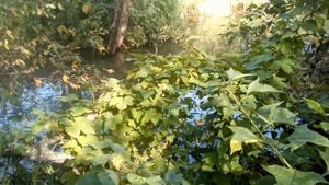 Рыбалка на лесных речках. Спиннинг. Хариус. Часть 1