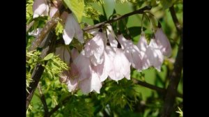 ГАЛЕЗИЯ,  или ЛАНДЫШЕВОЕ ДЕРЕВО  (HALESIA)  сем.  Стираксовые