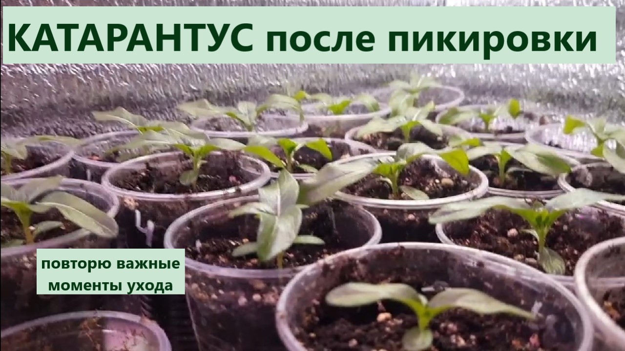 Катарантусы после пикировки прошло неделя и 3 дня. Важные моменты по уходу за катарантусом.