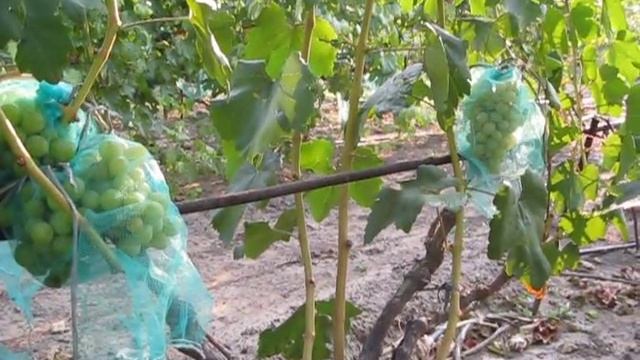 Тузловский великан смотреть онлайн