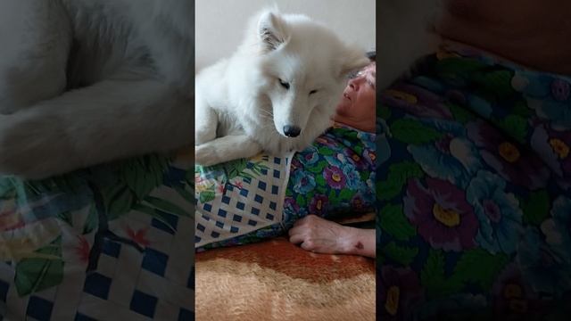 Нехочуха#самоедскаялайка#самоед#собака#щенок#аста#малыш#dog#puppy#мультики