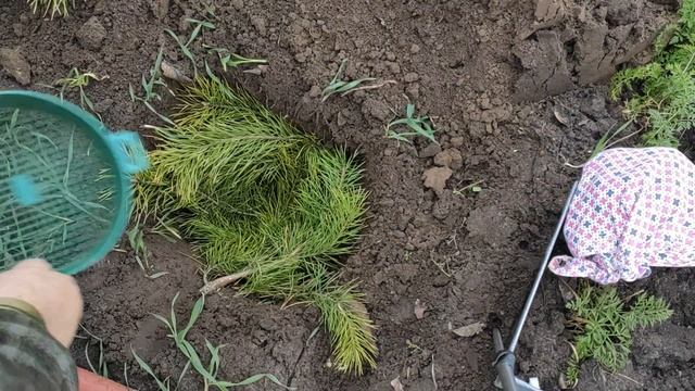 СИБИРСКИЙ СПОСОБ ПОСАДКИ ЧЕСНОКА. ЧТО Я СДЕЛАЛА С ЧЕСНОКОМ В НОЯБРЕ  для тех кто не успел посадить.