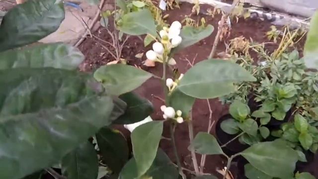 Як цвіте Апельсин і Мандарин? / Как цветет Апельсин и Мандарин? смотреть онлайн