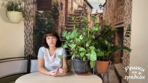 Сингониум Уход в домашних условиях