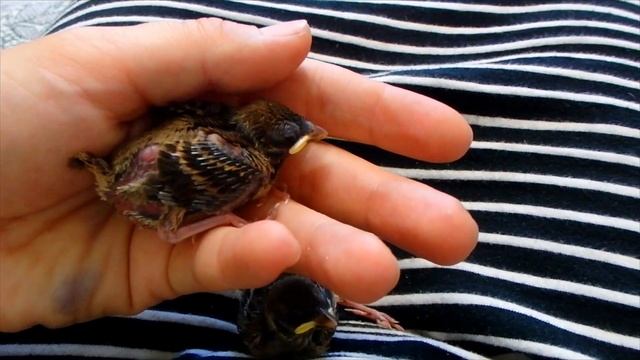 Два  птенца - одинаковы с лица. Птенцы воробья упали.