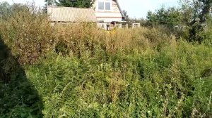 Результат покоса бурьяна Stihl fs 450 / The result of mowing weeds Stihl fs 450