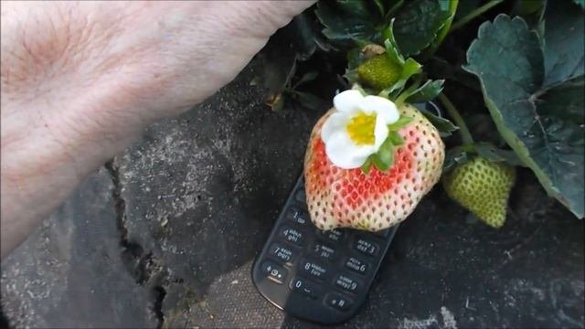 Аня. Клубника ремонтантная