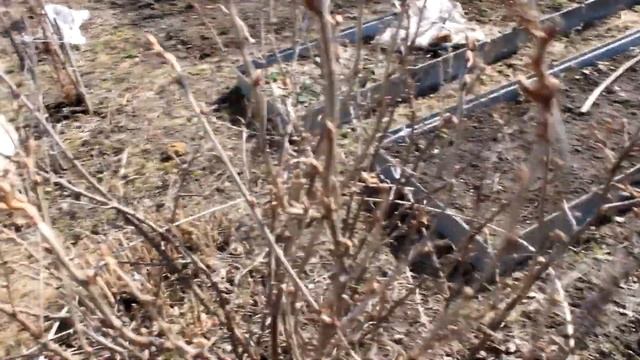 Уход за смородиной и жимолостью смотреть онлайн