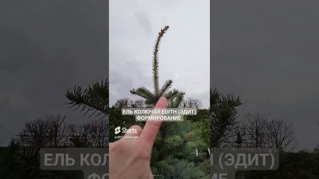 Ель колючая Эдит (Edith).