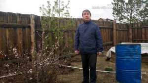 Войлочная Вишня, Восточные секреты