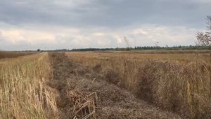 Рапс озимый краткий обзор