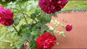 Красные розы розы в саду: 16 сортов роз красного цвета, сезон 2021