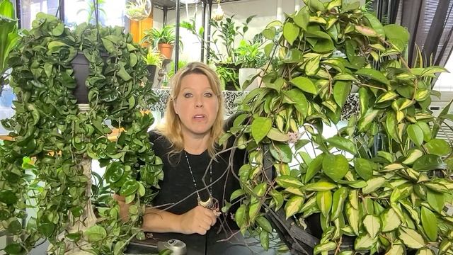 Hoya Carnosa Rubra and Hoya Compacta How-To Care Video смотреть онлайн