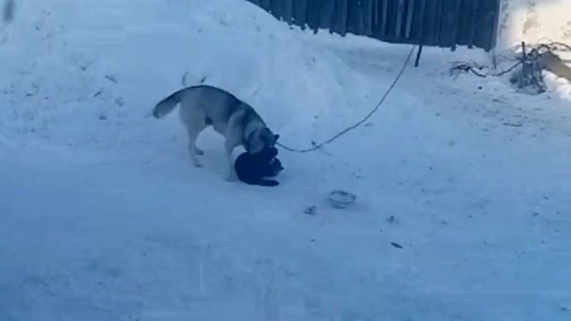 Воспитание Мишки.mp4