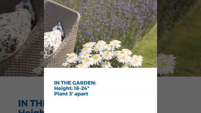 Perennial Daisy - Leucanthemum Sweet Daisy Birdy смотреть онлайн