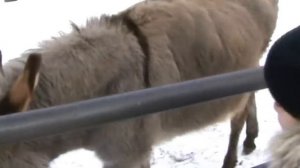 Осёл обыкновенный.