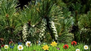 Сосна румелийская (pinus peuce) ? Обзор: посадка и уход. саженцы сосны : описание и особенности